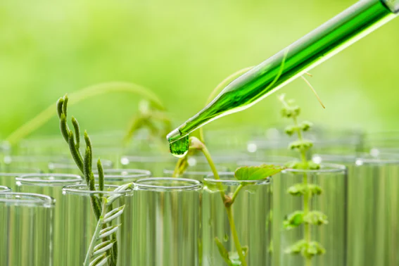 Material vegetal em recipientes de laboratório junto a uma pipeta