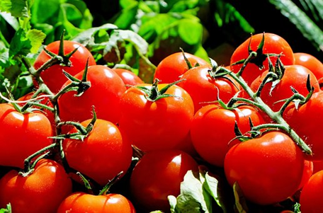 Produção de tomates