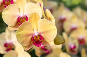 Imagem para ilustrar texto de blog sobre cultivo de orquídeas.