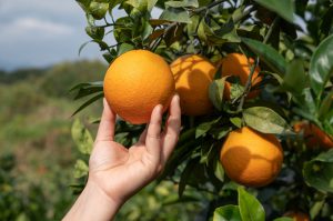 Imagem para ilustrar texto de blog sobre cultivo de laranja.